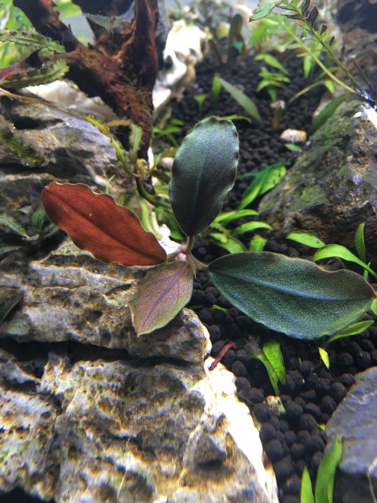 通販 Bucephalandra sp. sp. ブセファランドラ”ブルーメロン” Blue