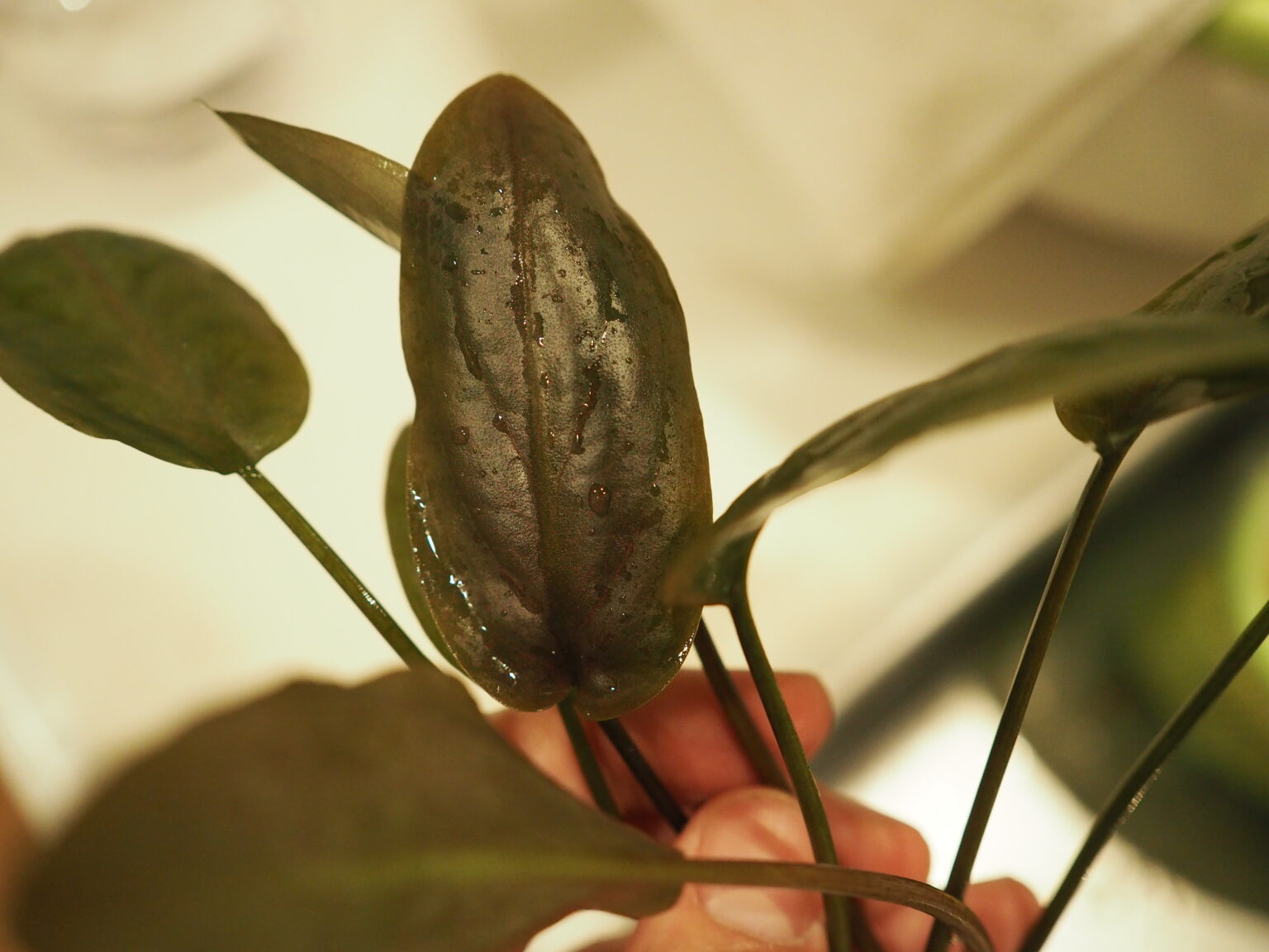 ラゲナンドラ ミーボルディ レッド ig. net